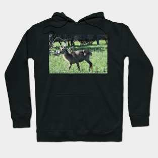 Waterbuck Hoodie